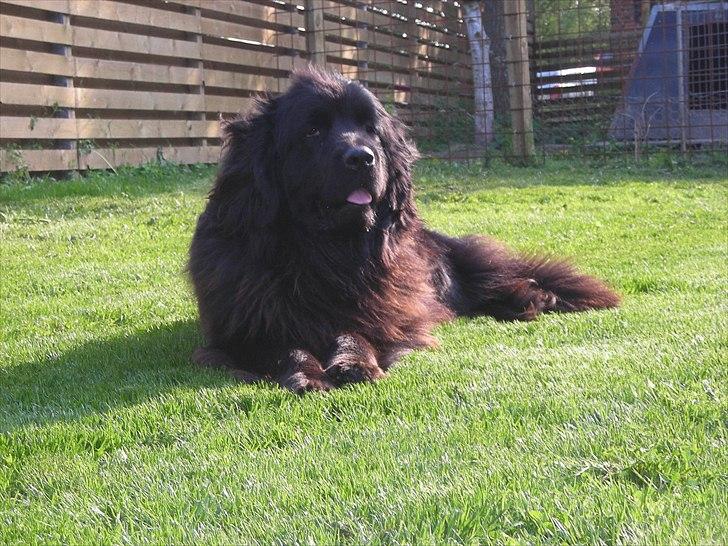 Newfoundlænder Boogie billede 4