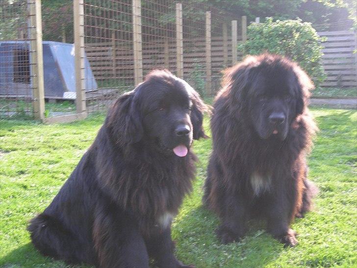 Newfoundlænder Boogie billede 5