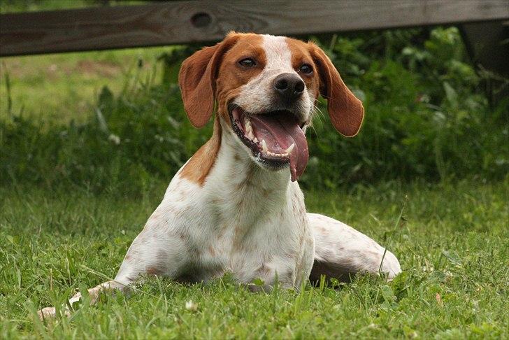 Blanding af racer Tazman - Juni 2011 billede 4