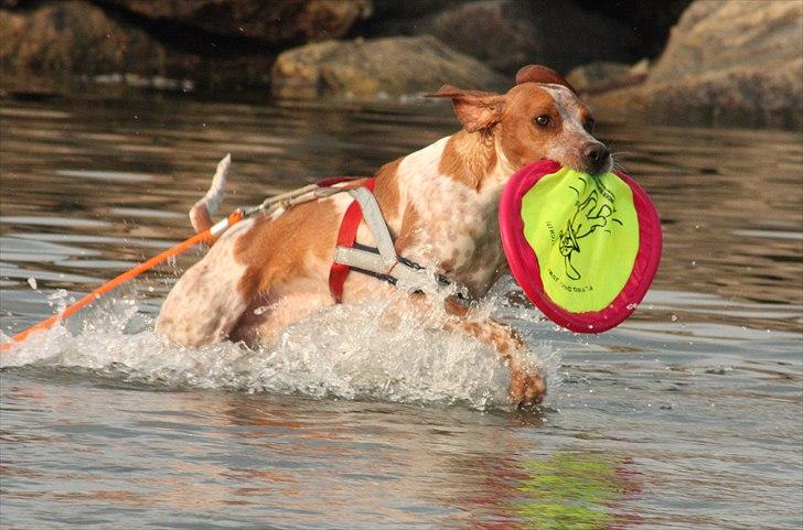 Blanding af racer Tazman - Juni 2011 billede 8