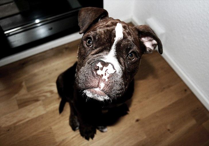 Olde english bulldogge Benny - 13 uger billede 1