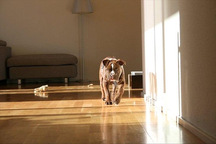 Olde english bulldogge Benny - 12 uger billede 2