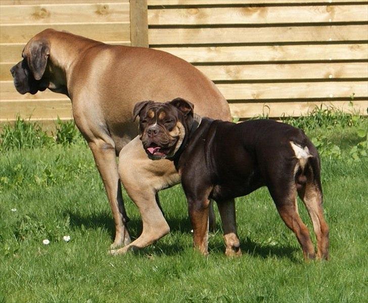 Olde english bulldogge Østergaard's Hector - Hva glor i på??? :-) billede 12