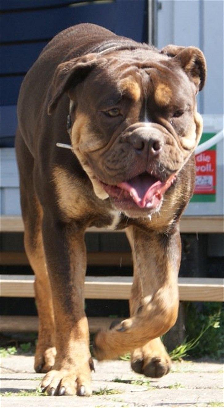 Olde english bulldogge Østergaard's Hector billede 13