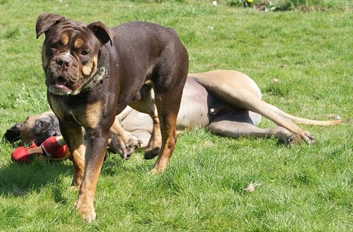 Olde english bulldogge Østergaard's Hector billede 14