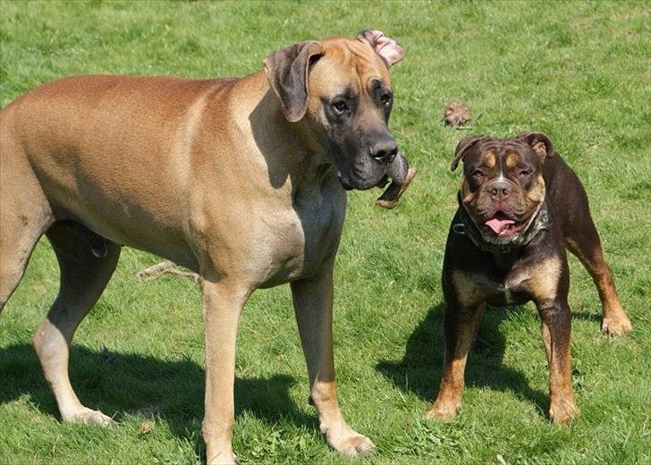 Olde english bulldogge Østergaard's Hector billede 15