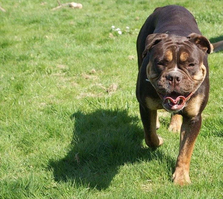 Olde english bulldogge Østergaard's Hector billede 16
