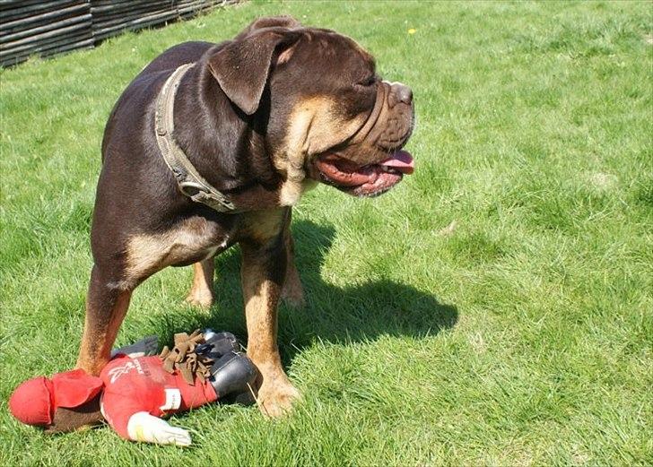 Olde english bulldogge Østergaard's Hector billede 1