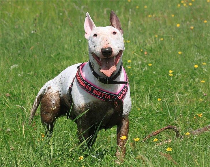 Bullterrier Lulu *himmelhund* - ''Gris?... Hvem, mig?'' billede 10