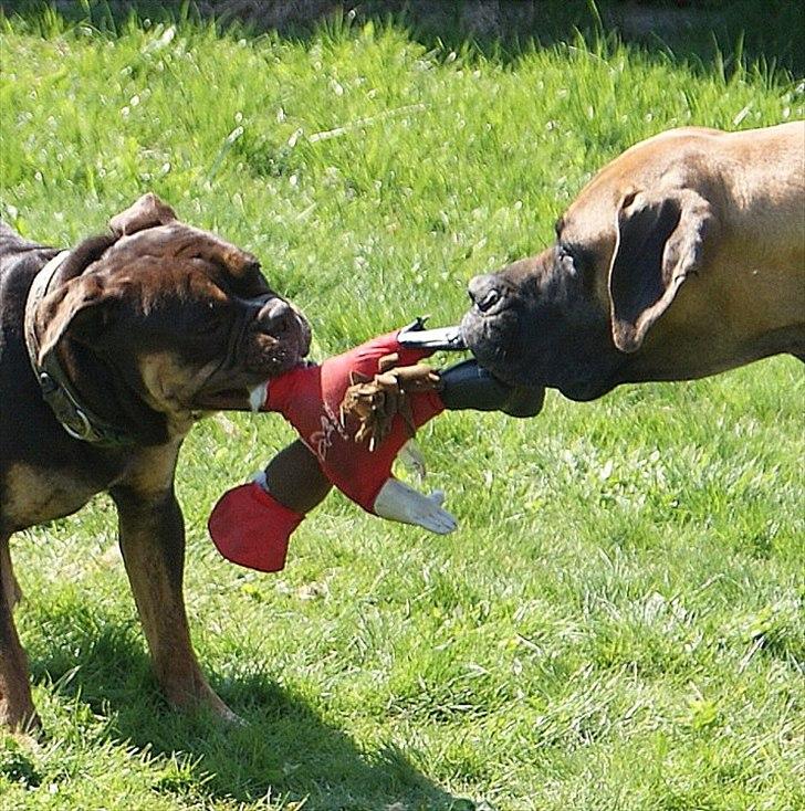Olde english bulldogge Østergaard's Hector billede 17