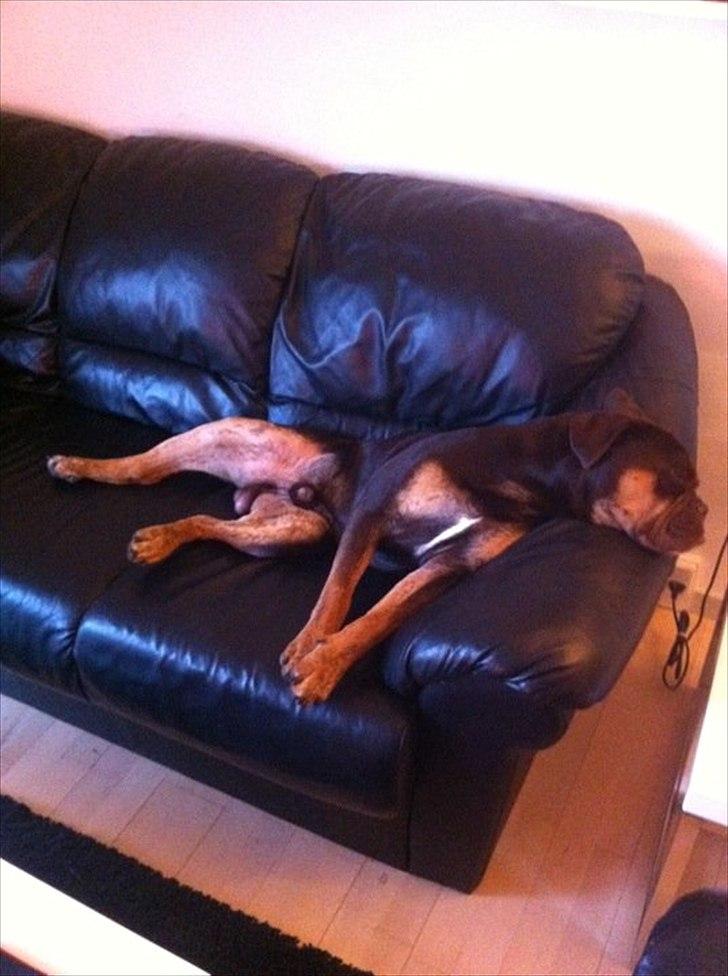 Olde english bulldogge Østergaard's Hector billede 18