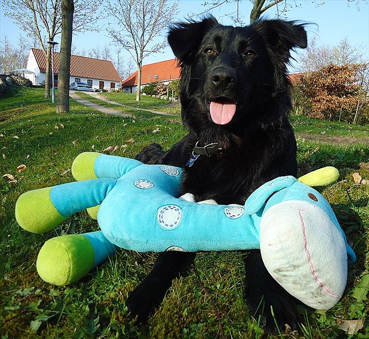 Blanding af racer Luna - Heste - bamse - dyret ;) billede 2