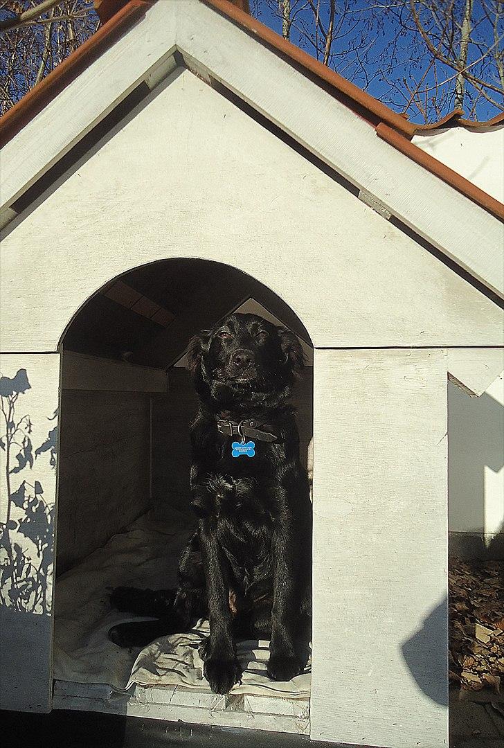 Blanding af racer Luna - I det hjemmelavet hundehus ;) billede 5