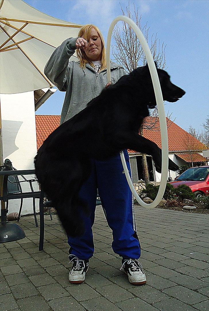 Blanding af racer Luna - Lige et bette spring ;) billede 10