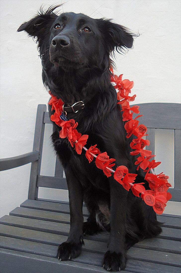 Blanding af racer Luna - Hula - hula ;) billede 11