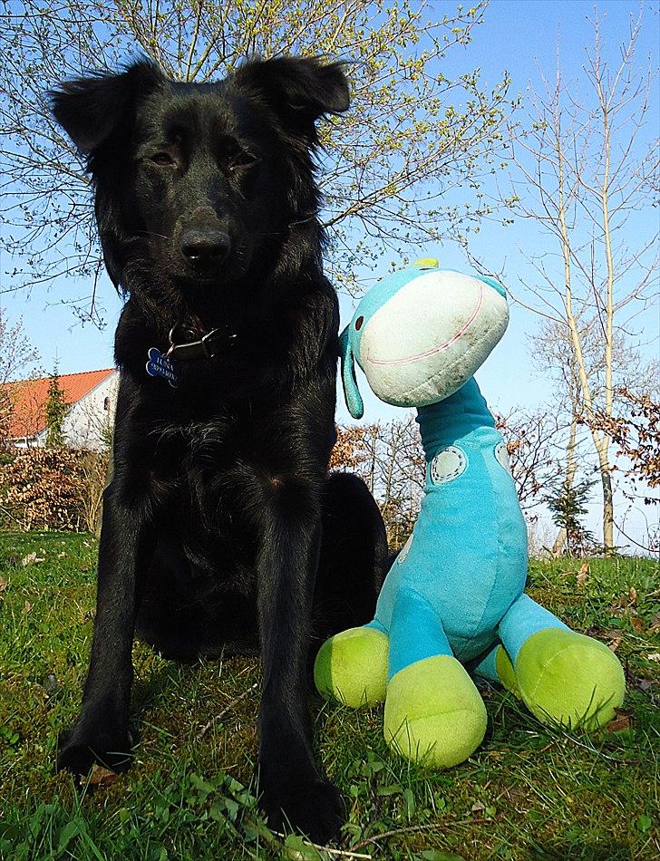 Blanding af racer Luna - Luna og heste-bamse-dyret nyder udsigten ;) billede 12