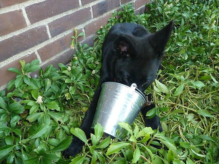 Schæferhund Nemo billede 12