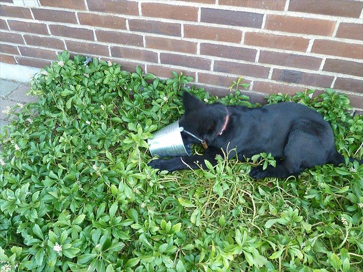 Schæferhund Nemo billede 14