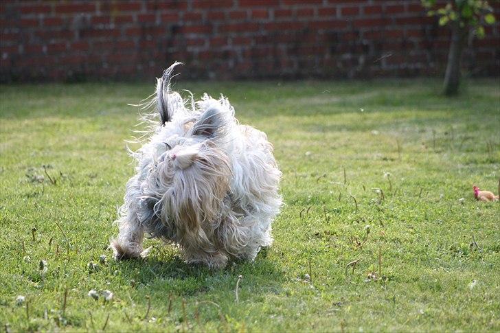 Yorkshire terrier SteelblueCollectionCarmen - Sådan ca. tror vi at en krydsning mellem Carmen og Nelson ville se ud. Carmen og Nelson der demonstrerer i vild leg ;) billede 11