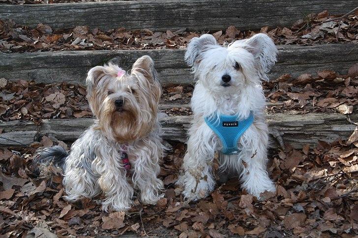 Yorkshire terrier SteelblueCollectionCarmen - Mig og min beste fætter Nelson ven! billede 12