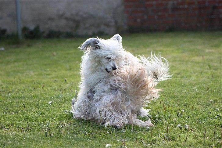 Yorkshire terrier SteelblueCollectionCarmen - Mig og min fætter Nelson leger lidt vildt! billede 10