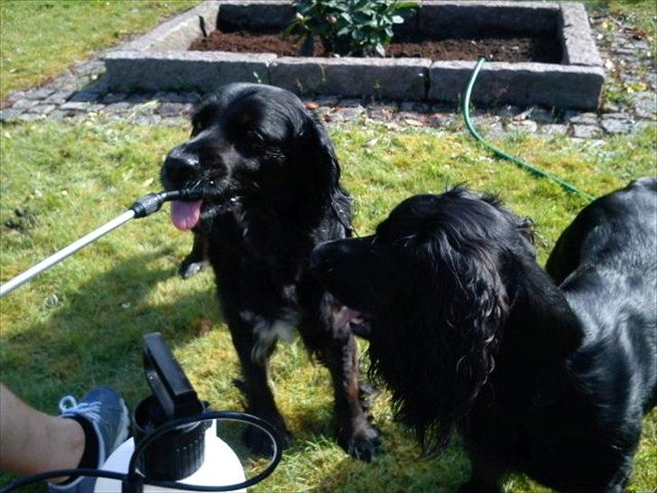 Blanding af racer Layney - Mor har lige købt en tryksprøjte - jeg får lige lov at teste at den virker... billede 13