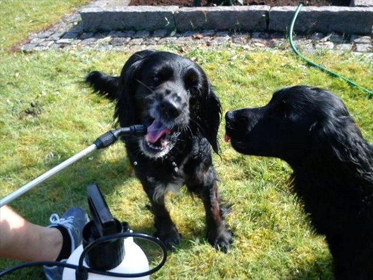 Blanding af racer Layney - Jeg elsker bare de vandstråler... :) billede 14