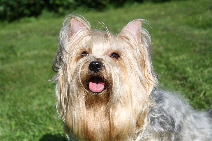 Yorkshire terrier SteelblueCollectionCarmen billede 13