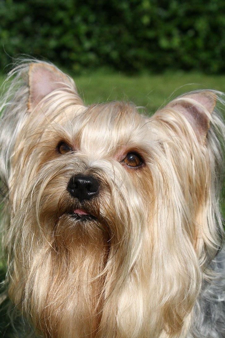 Yorkshire terrier SteelblueCollectionCarmen billede 14