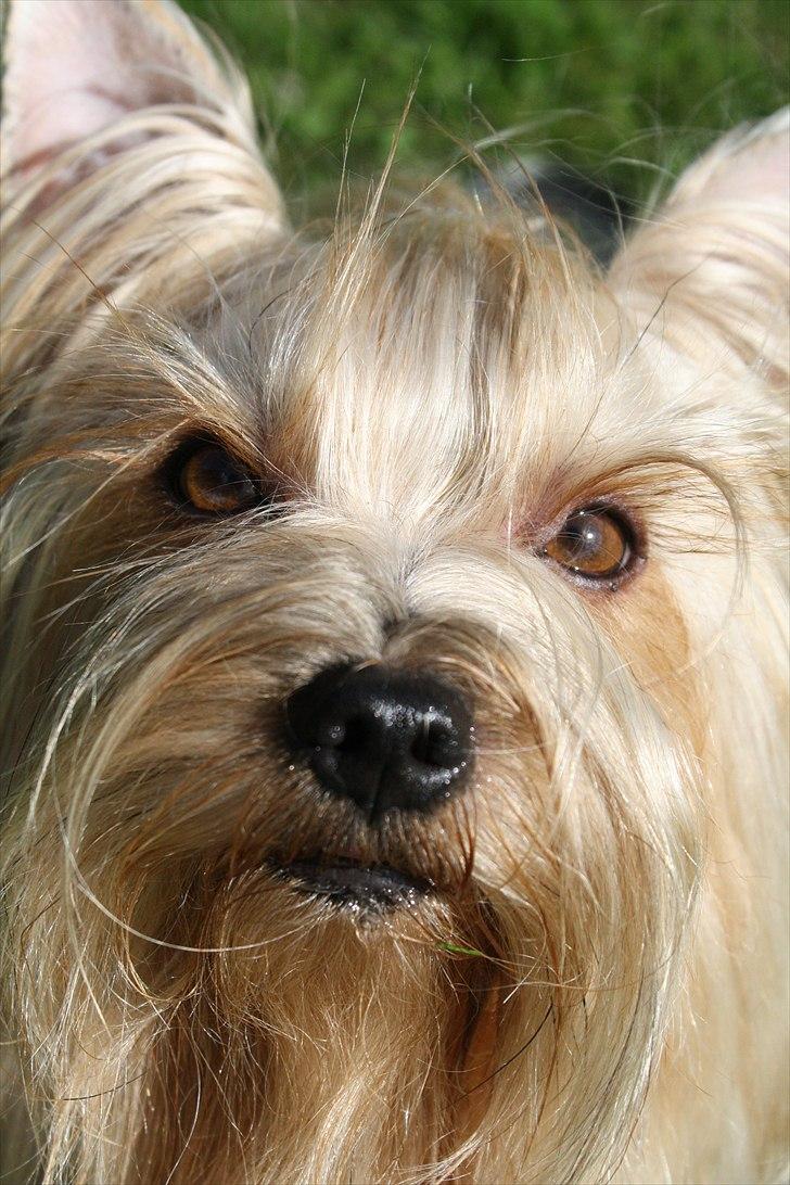 Yorkshire terrier SteelblueCollectionCarmen - Mor? Godbid? Please? billede 20