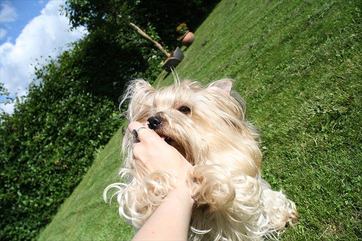 Yorkshire terrier SteelblueCollectionCarmen - Giv mig den så! billede 17