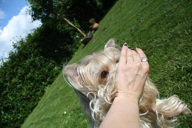 Yorkshire terrier SteelblueCollectionCarmen - Har den næsten! billede 18