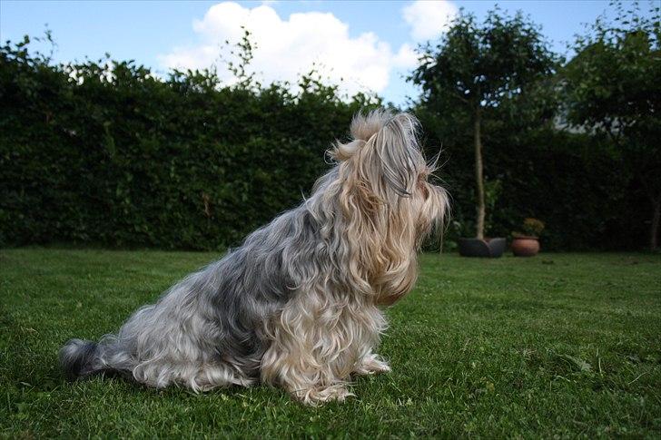 Yorkshire terrier SteelblueCollectionCarmen billede 3