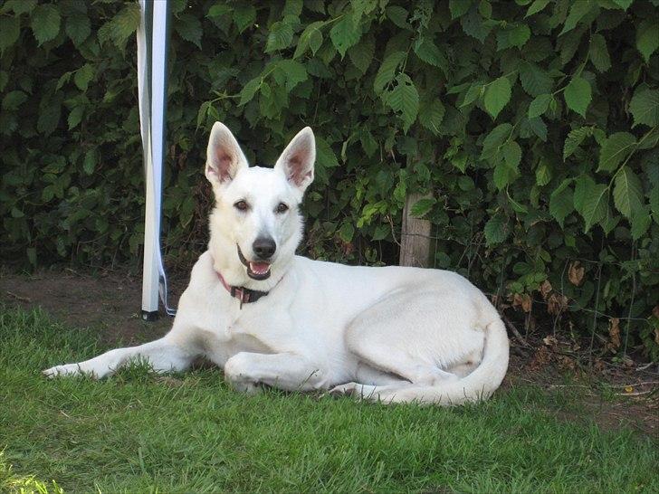 Hvid Schweizisk Hyrdehund BeDaBlanco's Brave Beyla - 4. juni 2011 - Beyla 1 år billede 18