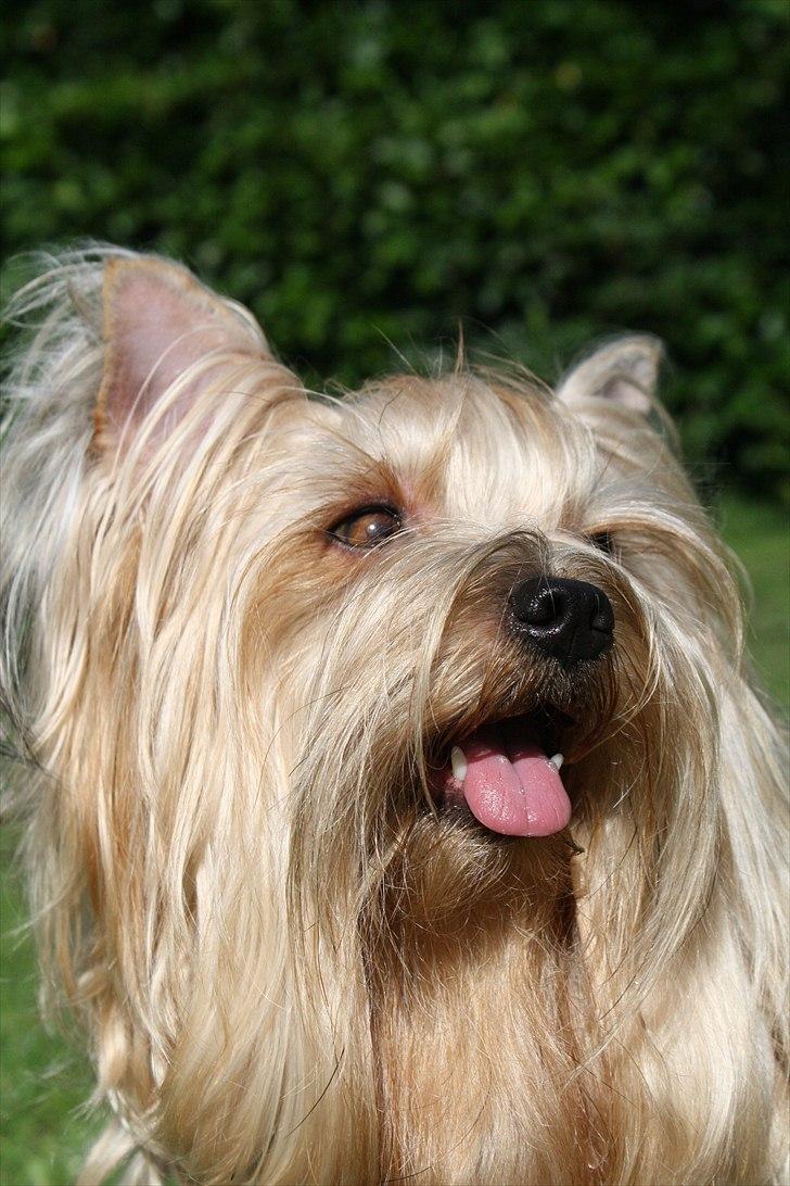 Yorkshire terrier SteelblueCollectionCarmen billede 16