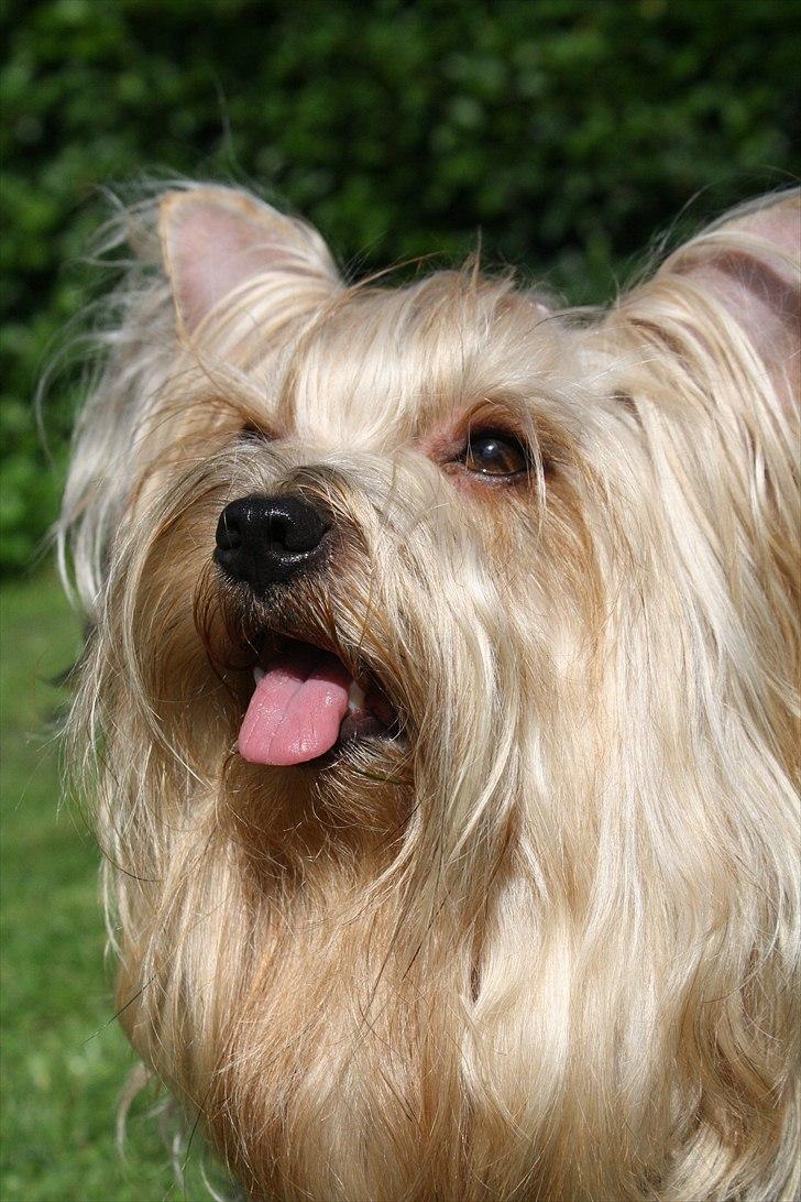 Yorkshire terrier SteelblueCollectionCarmen billede 15