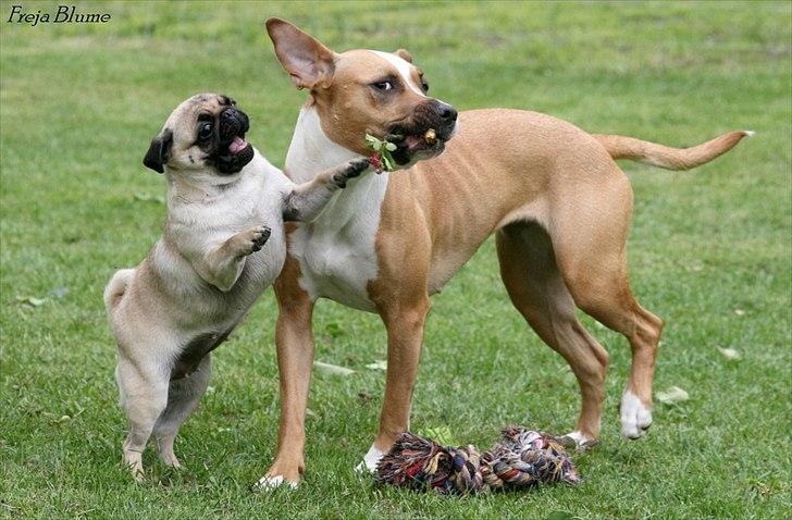 Mops Zoe - Rullepølsen - Mig og min beeedste veninde Basse :)  billede 13