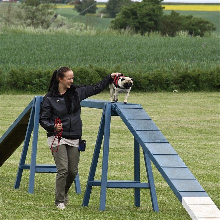 Mops Zoe - Rullepølsen - Dette skønne billede af mig og Pølsen er taget af Hanne her fra HG :) 

Vi er meget glade for det !  billede 12