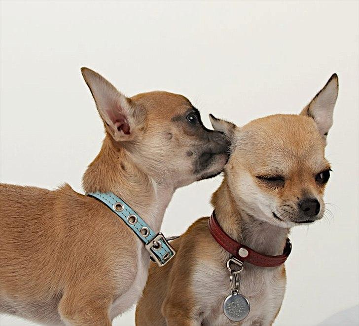 Chihuahua Elvis billede 8