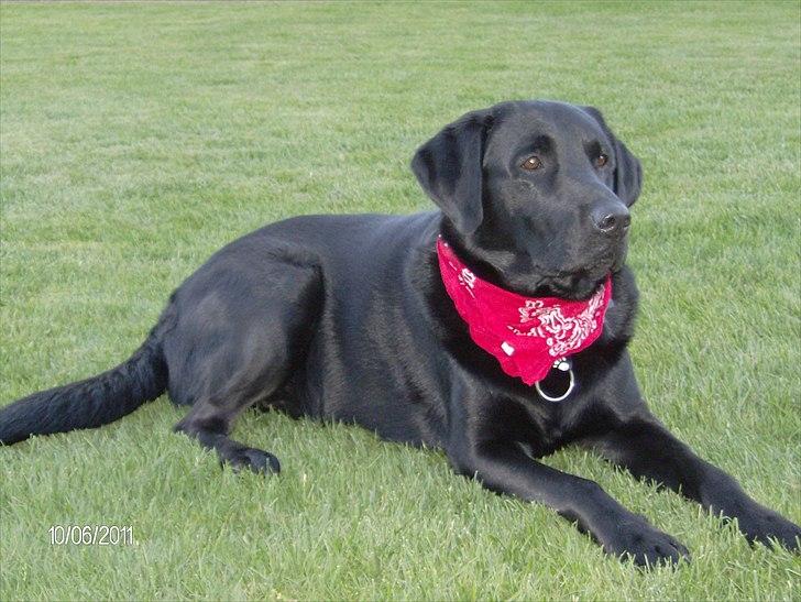 Blanding af racer Samson billede 1