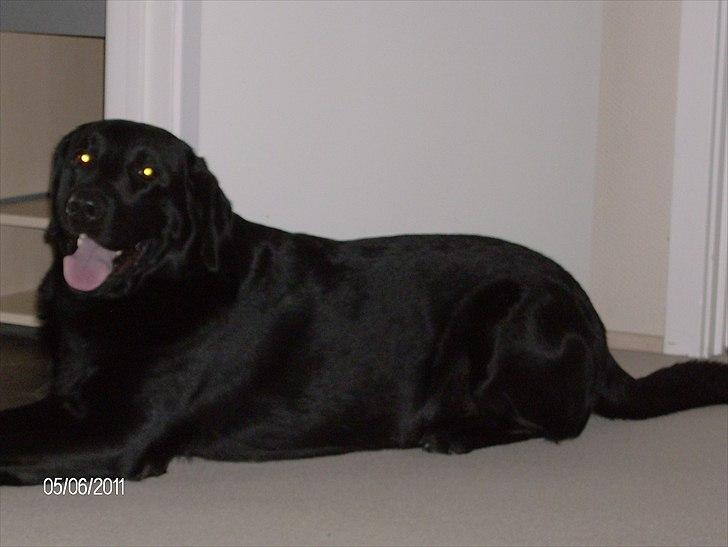 Blanding af racer Samson billede 3