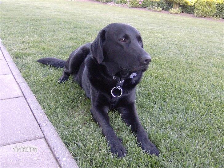 Blanding af racer Samson billede 4