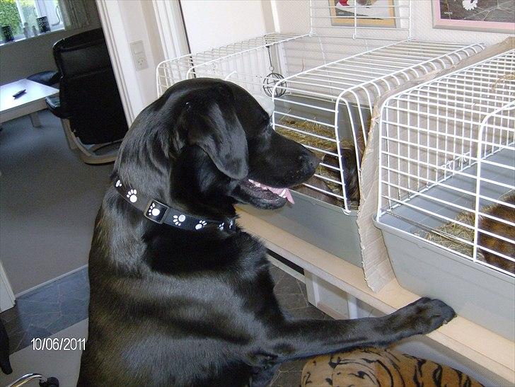 Blanding af racer Samson - Nøøøj, marsvin. billede 2