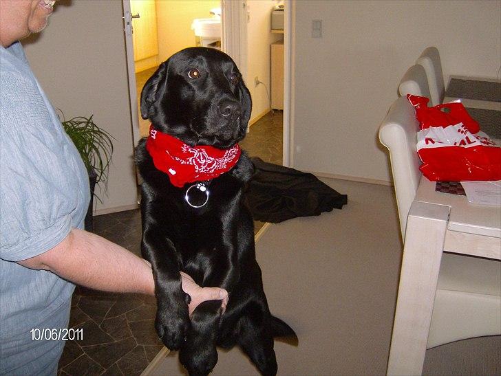 Blanding af racer Samson billede 6