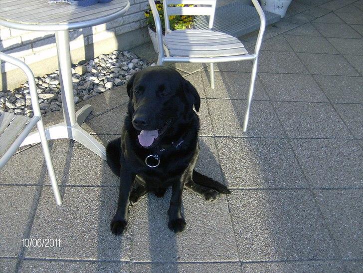 Blanding af racer Samson billede 5