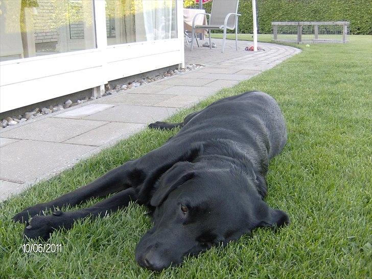 Blanding af racer Samson - Flader ud. billede 8