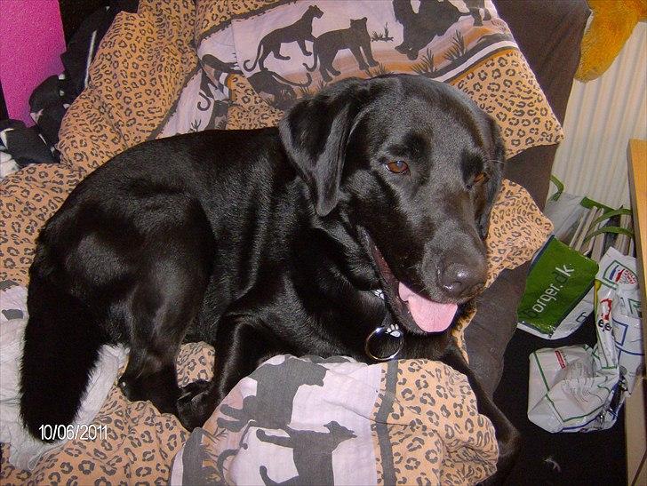 Blanding af racer Samson - Oppe i sengen. billede 7