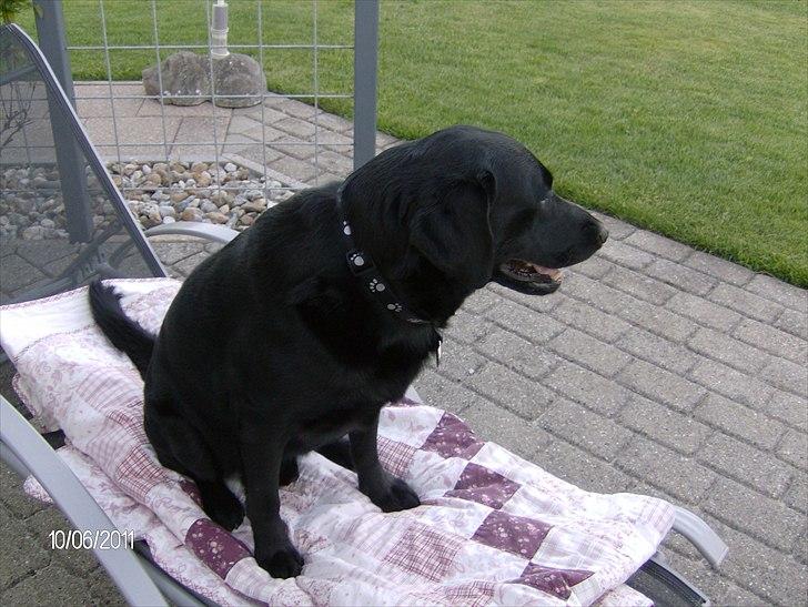 Blanding af racer Samson billede 9