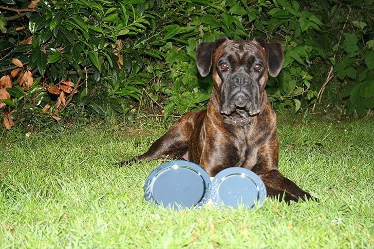 Boxer Kennel Keni's Kia - 1. plads i agility konkurrence i åben klasse (alle mod alle uanset om man er begynder eller "prof") 2. plads i begynder klasse, billede 2