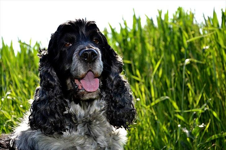 Cocker spaniel Sniffer(Ralph) Kennel barley billede 10